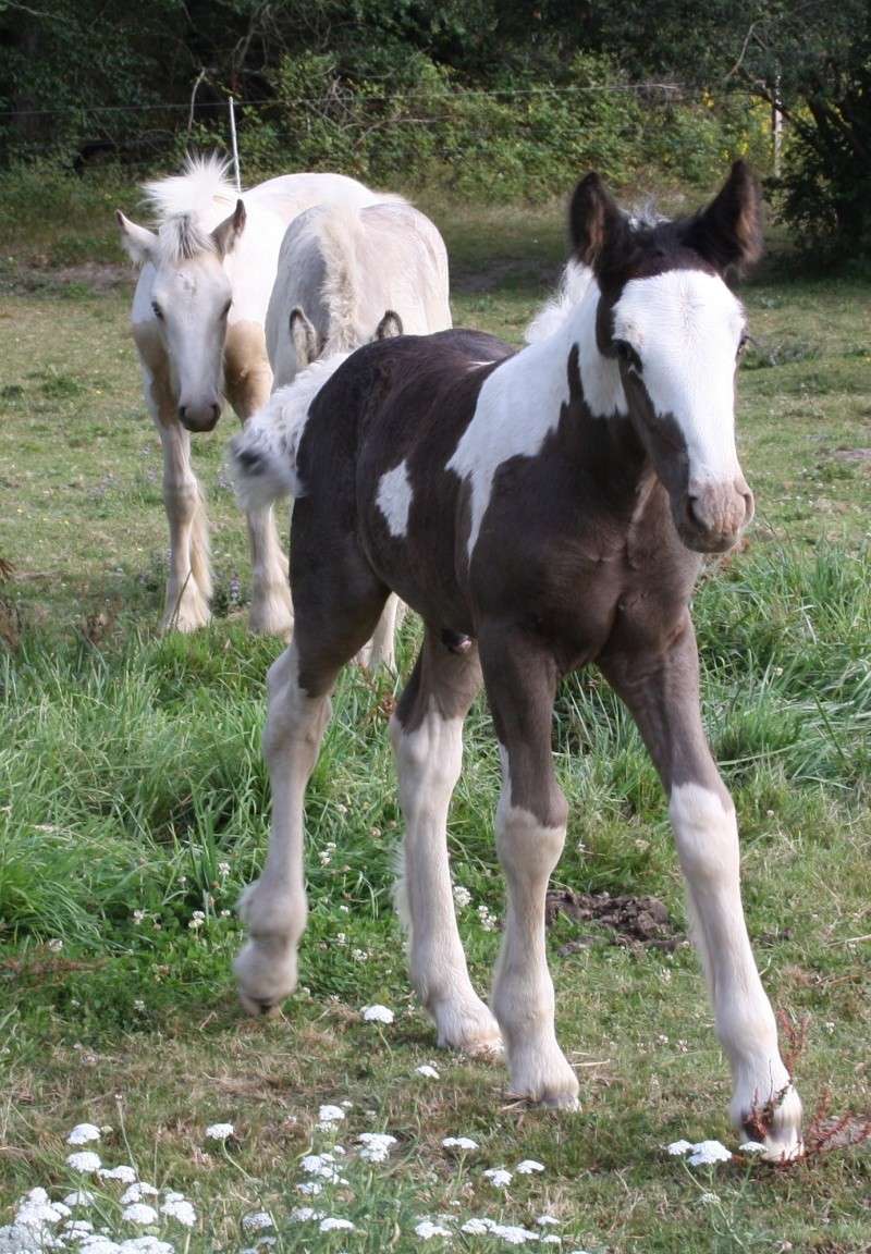 ATHOS ,AÏDA et ANTARES Img_0123