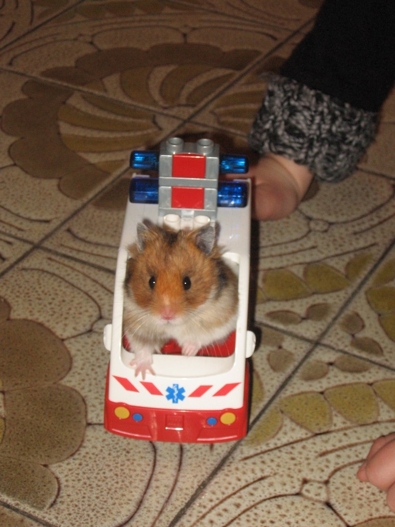 Photos insolite d'hamsters 5rya5s10