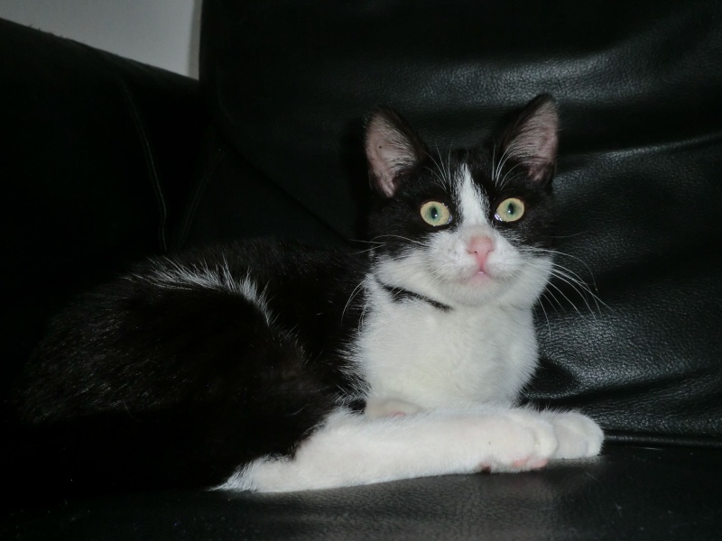  chatonne noire et blanche 3/4mois ADOPTEE ! Cimg9616