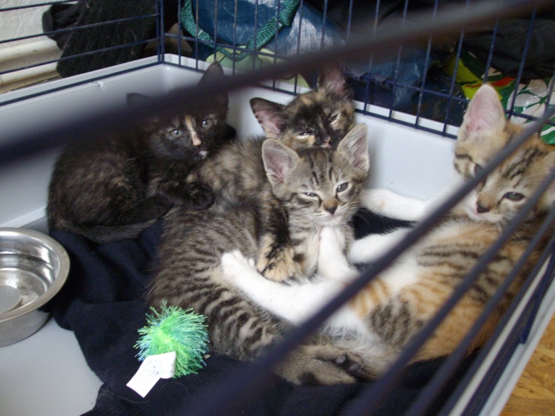 4 chatons 5/6 semaines dans un fossé ! Imgp2710