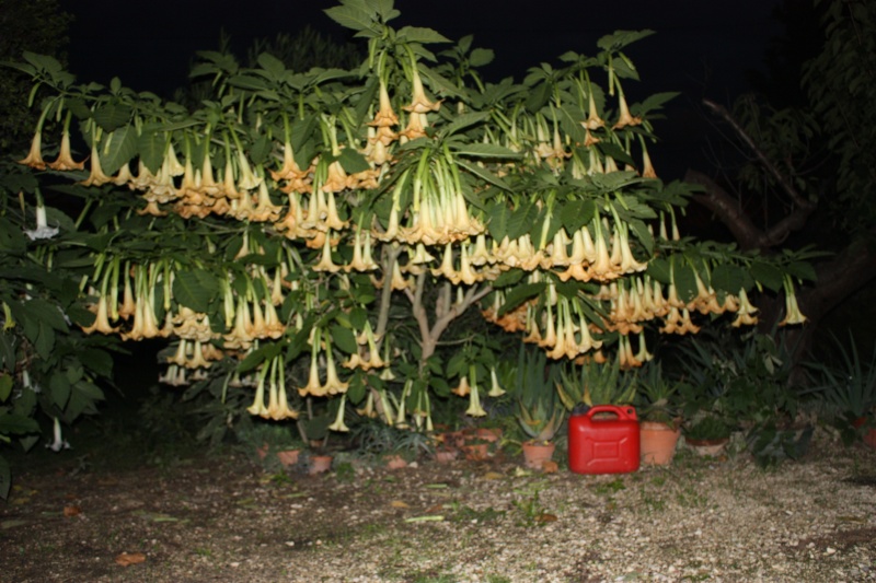 brugmansia Comple19