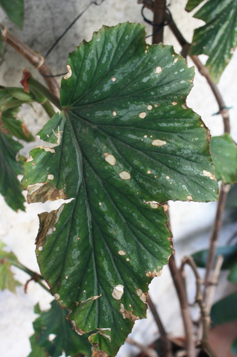 feuilles de bégo malades Fin_ao19