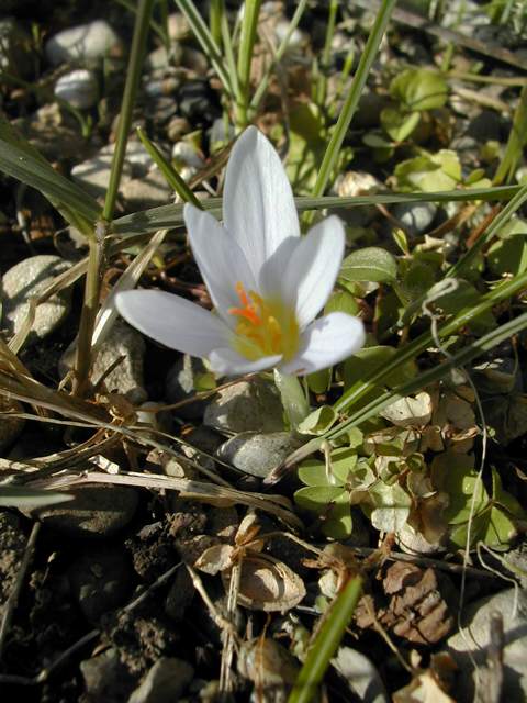 Fleurs d'hiver ...qui annoncent le printemps... Dscn7312