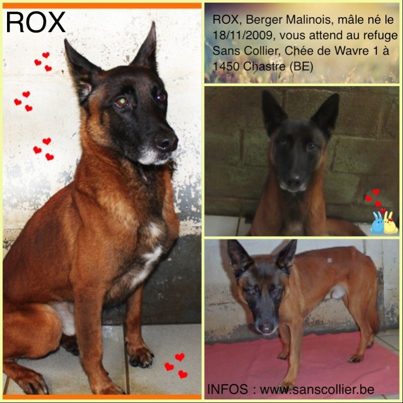 ROXx - berger malinois 7 ans (1 an de refuge)  Sans Collier à Chastre (Belgique) Rox_1710