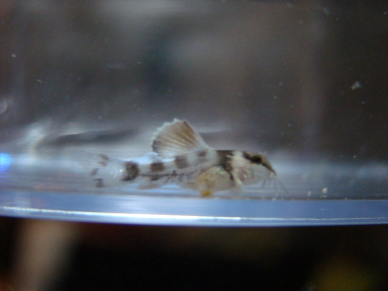 quelques jeunes corydoras...!!! Petit jeu de qui est qui? Dsc00512