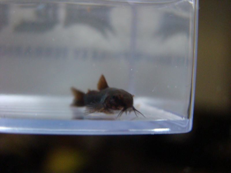 quelques jeunes corydoras...!!! Petit jeu de qui est qui? Dsc00513