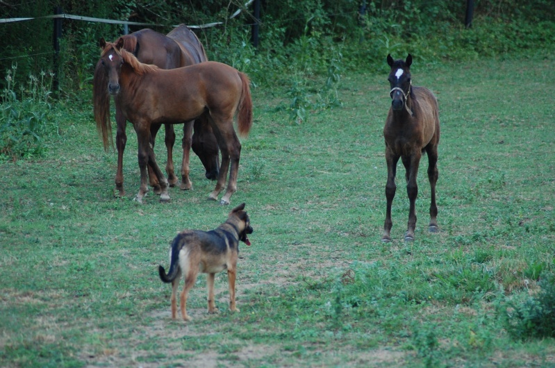 donne chien Juille10