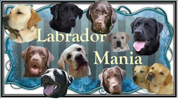 Labrador-Mania