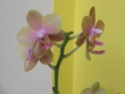 Mes petites orchidées P9030612