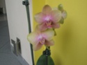 Mes petites orchidées P9030613