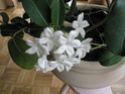 Après les orchidées, les hirondelles, mes plantes d'intérieur.... P9030614