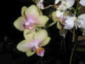 Mes petites orchidées P9080615