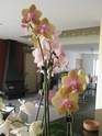 Mes petites orchidées P9100711
