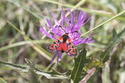 Zygaena fausta (Linné, 1767) Zygean10