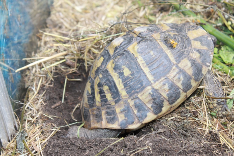 testudo hercegovinensis... 002_210