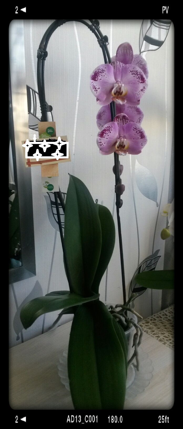 Phalaenopsis hybrides 18_fev12