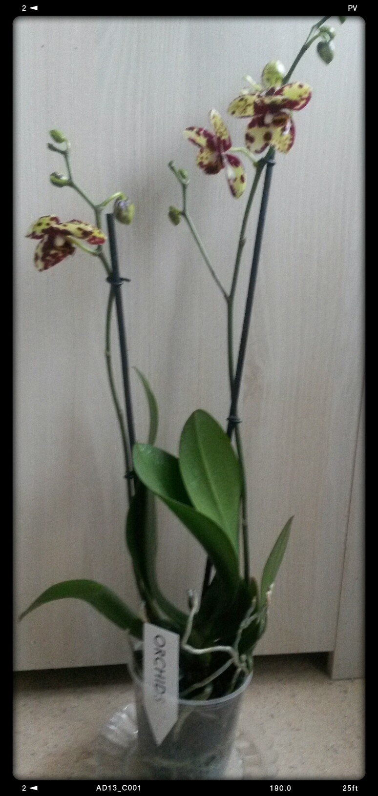 Nouveau Phalaenopsis  2015-016