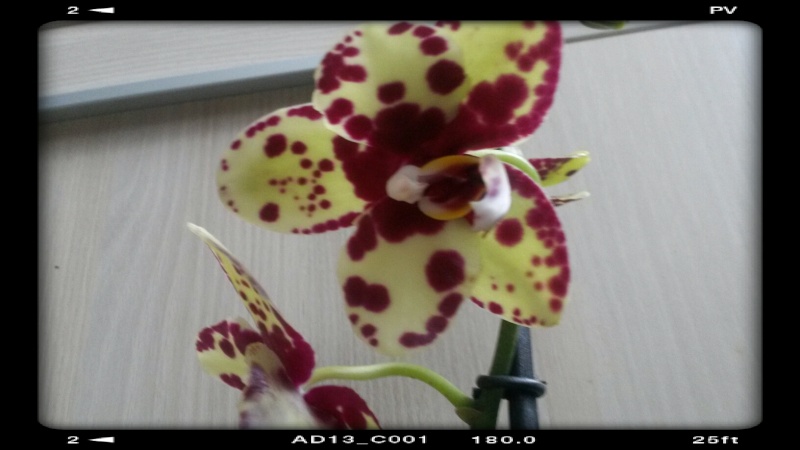 Nouveau Phalaenopsis  2015-017