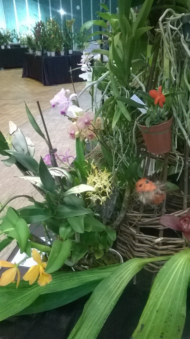  Expo d'orchidées en Auvergne , ENFIN!!!!!!!!!!!!!!!! Wp_20115