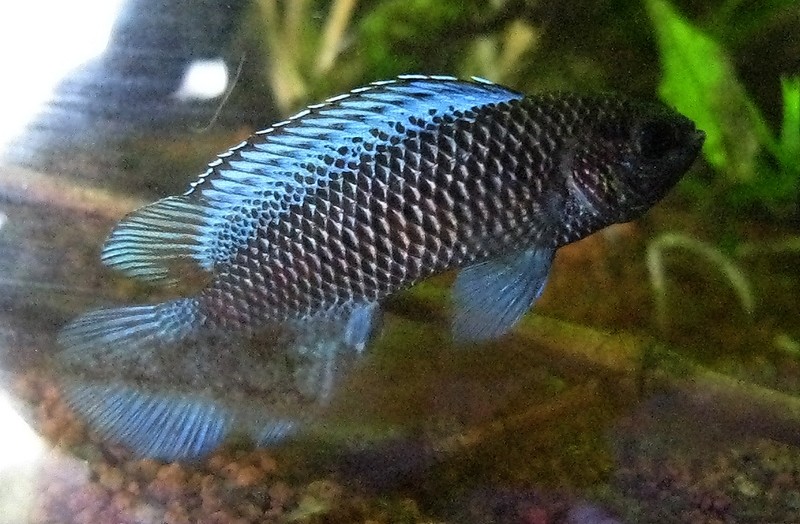 Badis badis Badis012