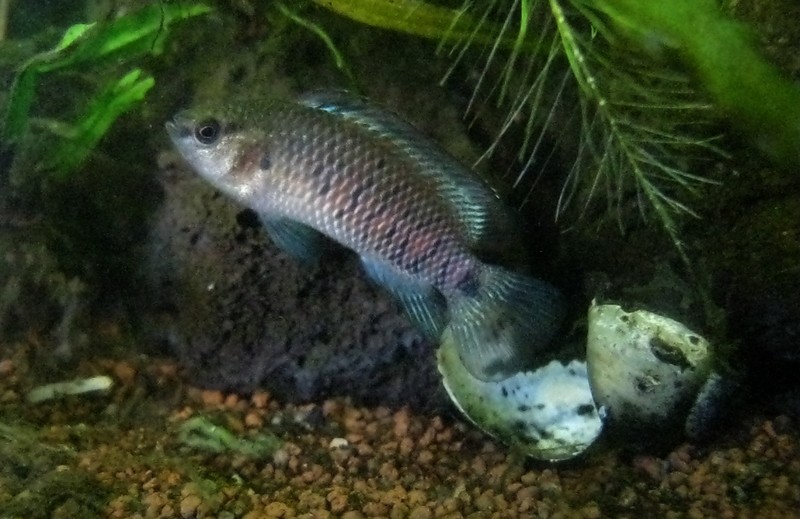 Badis badis Badis013
