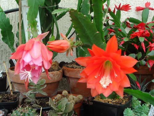 Epiphyllum oxypétalum Ackerm11