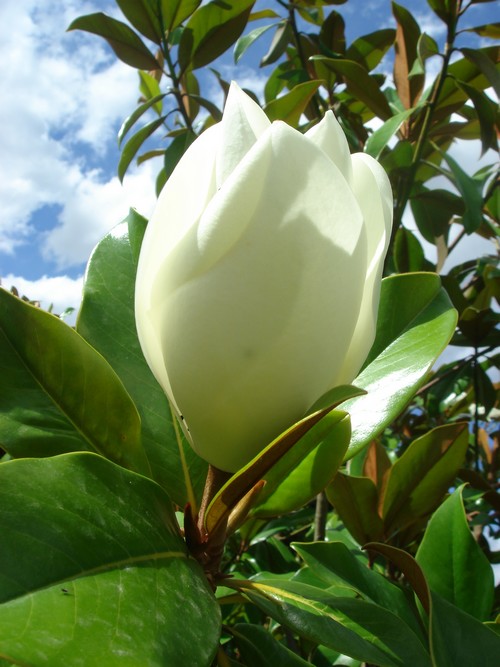 Mélange de plantes méditerranéennes et sub-tropicales sur la côte atlantique du 44 Magnol10