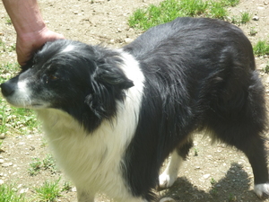 Colline border de 8 ans à sauver (SPA du 09) (adopté) Anm_ph10