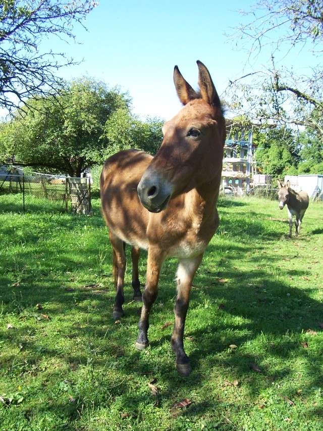 miss Rigolotte...alias BB (Birgite Bardotte) 100_2019