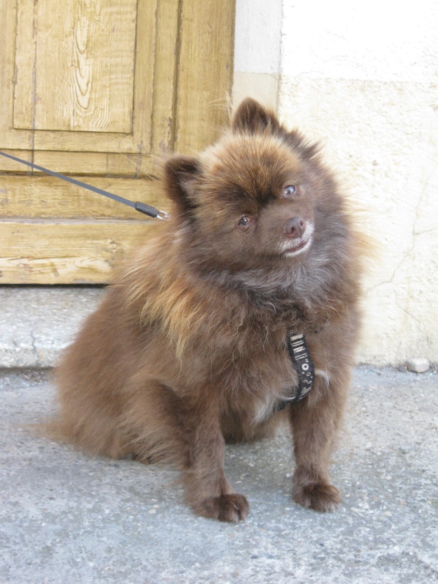 FEVRIER : [Lot] Fengshui, chienne spitz réformée d'élevage, 4 ans  Fengsh11