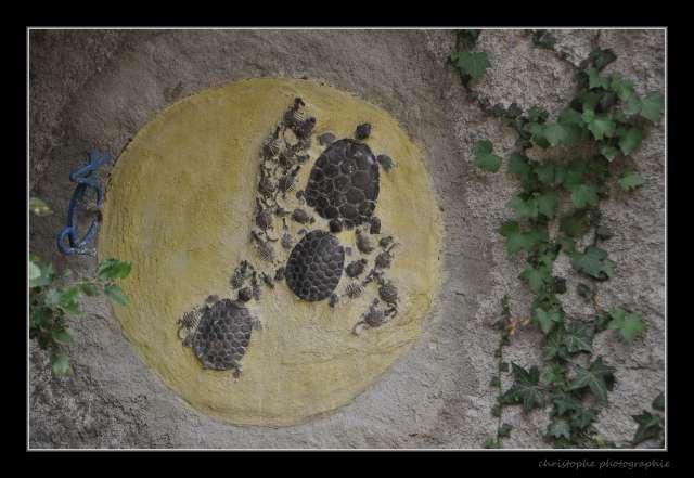 vallée des tortues sorrede aout 2012 Dsc_0095