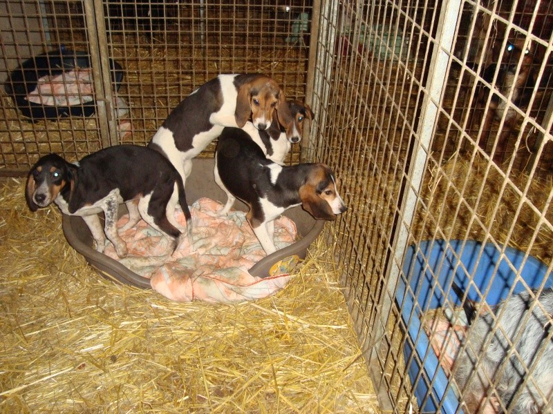 3 jeunes chiennes type grand anglo-francais née en 11.2014 Dsc01010