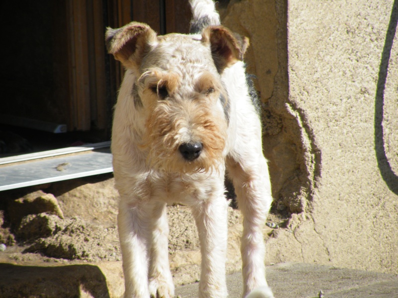 CANDY -  fox terrier 2 ans - ALDPA (54) Dscf7839