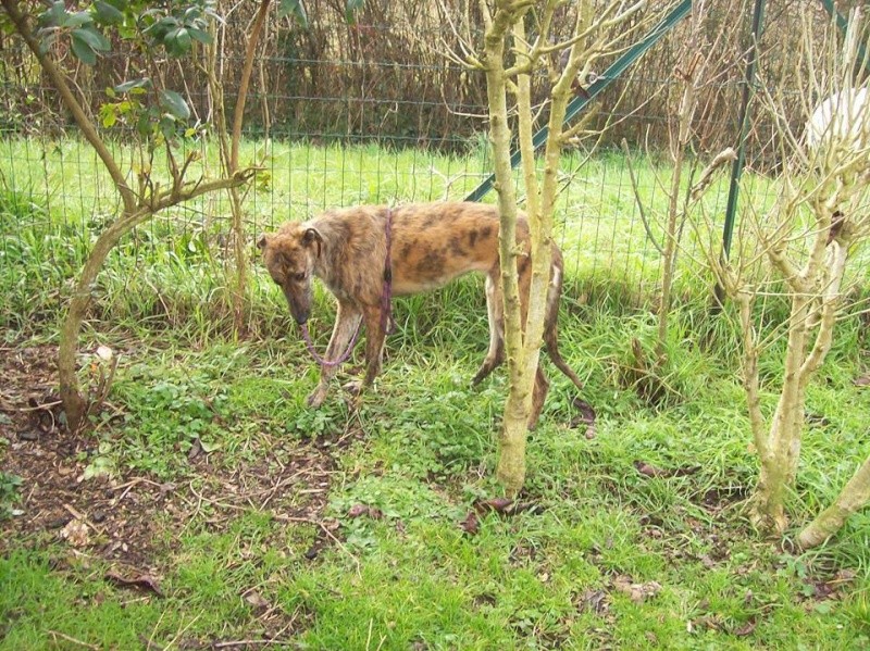 Amapola galga barbuda de la taille d'un whippet à l'adoption "Scooby France"Adoptée  - Page 3 Amapol18