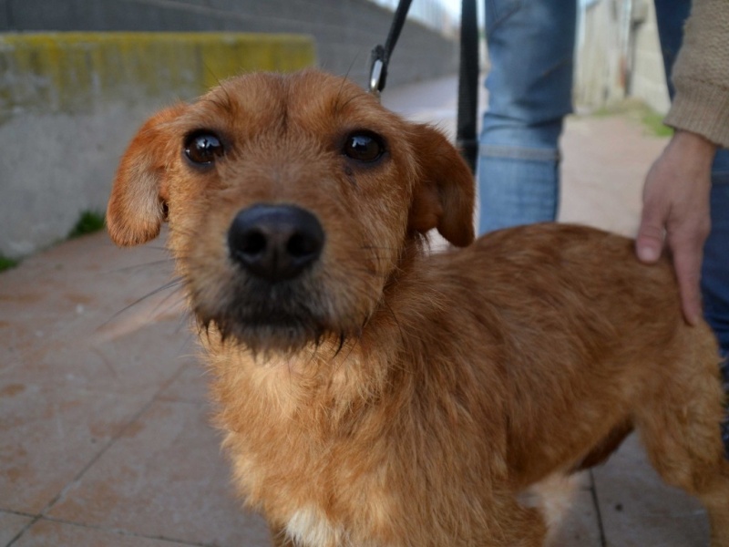 Ardilla petite croisée à l'adoption Scooby France Adoptée Ardill10