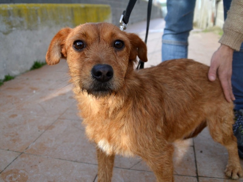 Ardilla petite croisée à l'adoption Scooby France Adoptée Ardill11