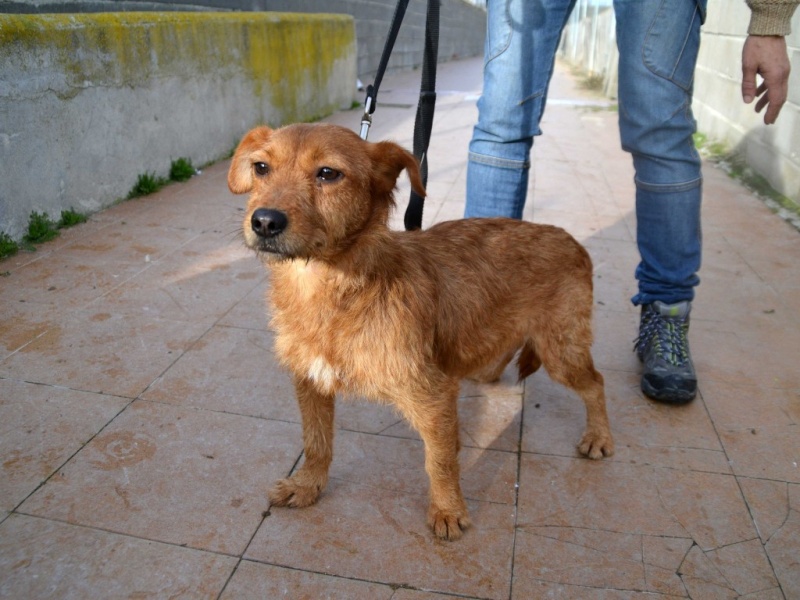 Ardilla petite croisée  à l'adoption Scooby France Adoptée  Ardill12