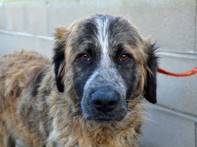 Bubu tendre mastin à l'adoption Scooby France Adopté Bubu_110