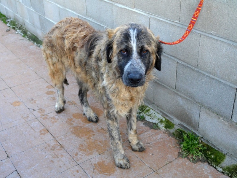 Bubu tendre mastin à l'adoption Scooby France Adopté Bubu_210