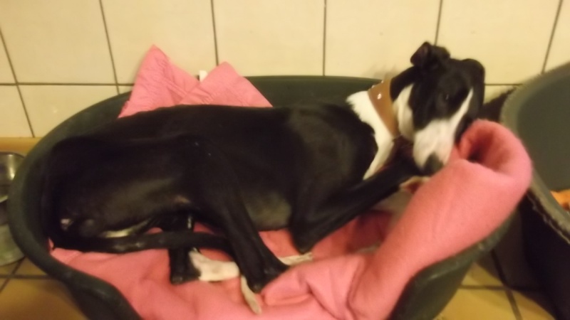 Camille galga de 7 mois à l'adoption Adoptée Camill15