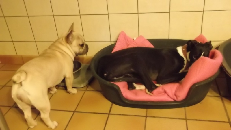 Camille galga de 7 mois à l'adoption Adoptée Camill16