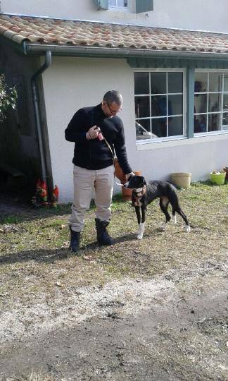 Cereza galguita avec une patte cassée Scooby France" Adoptée - Page 4 Cereza10