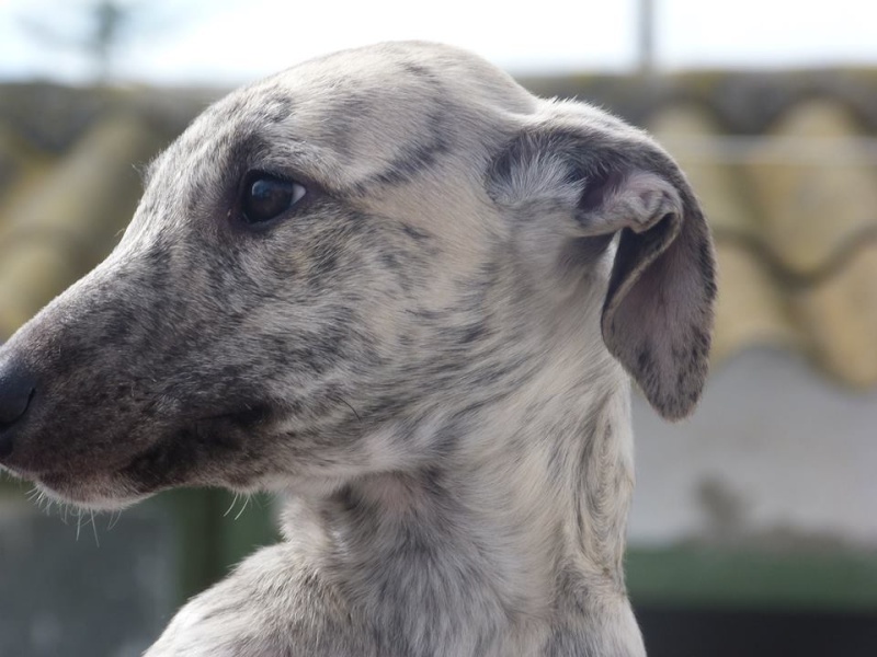 Et voici notre petit "champagne " galguito à l'adoption Adopté Champa13