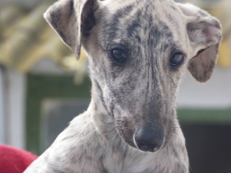 Et voici notre petit "champagne " galguito à l'adoption Adopté  Champa14