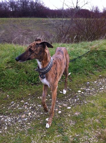 Culebra galga bringée de 5 ans  Adoptée  Culebr16