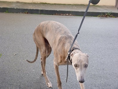 Herley whippet à l'adoption Adopté Herley10