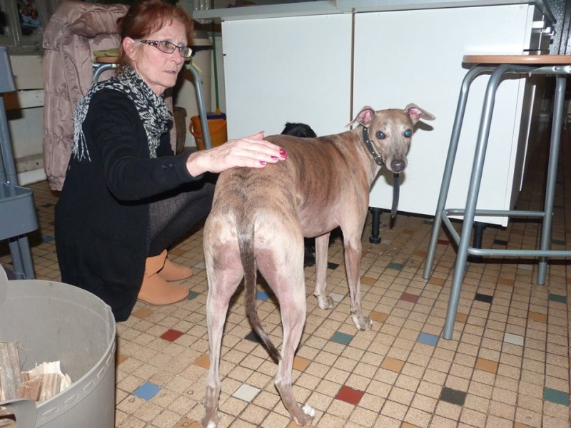 Herley whippet à l'adoption Adopté Herley12