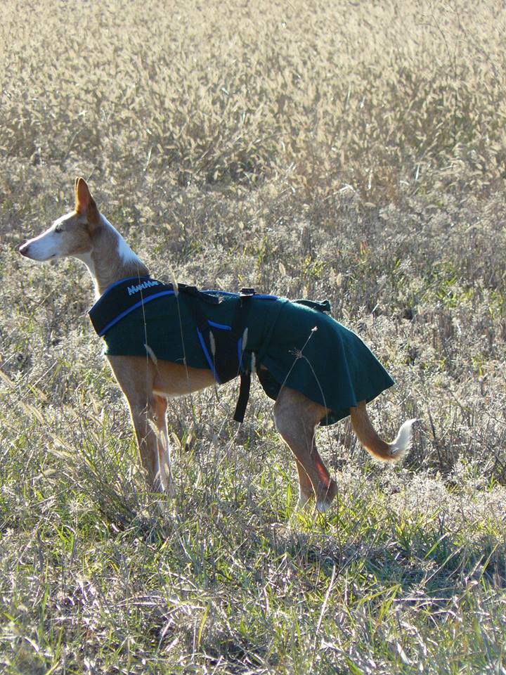 Mathilda petite pod de 8 ans à l'adoption Scooby France Adoptée !  - Page 13 Mathil11