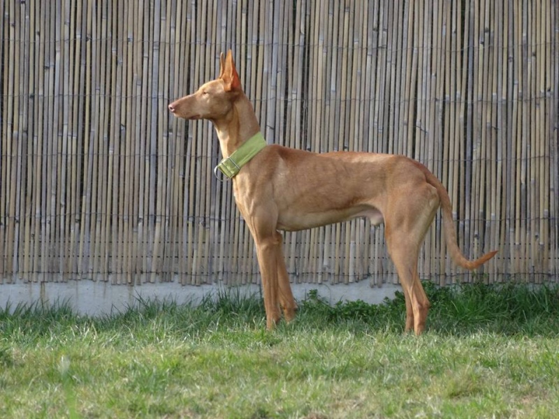 Vicente podenco à l'adoption Scooby France Adopté Vicent17