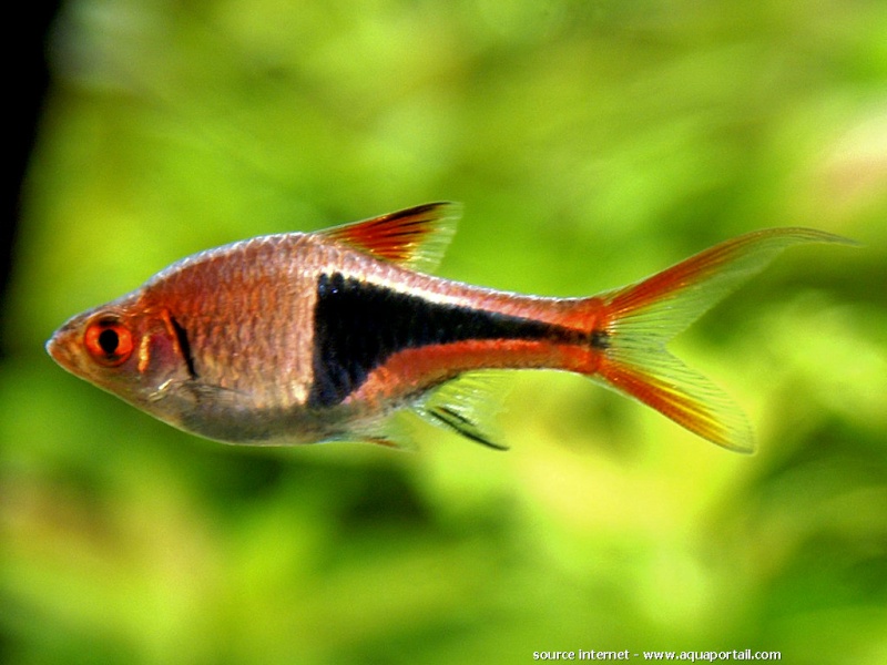 rasbora arlequin Trigon10